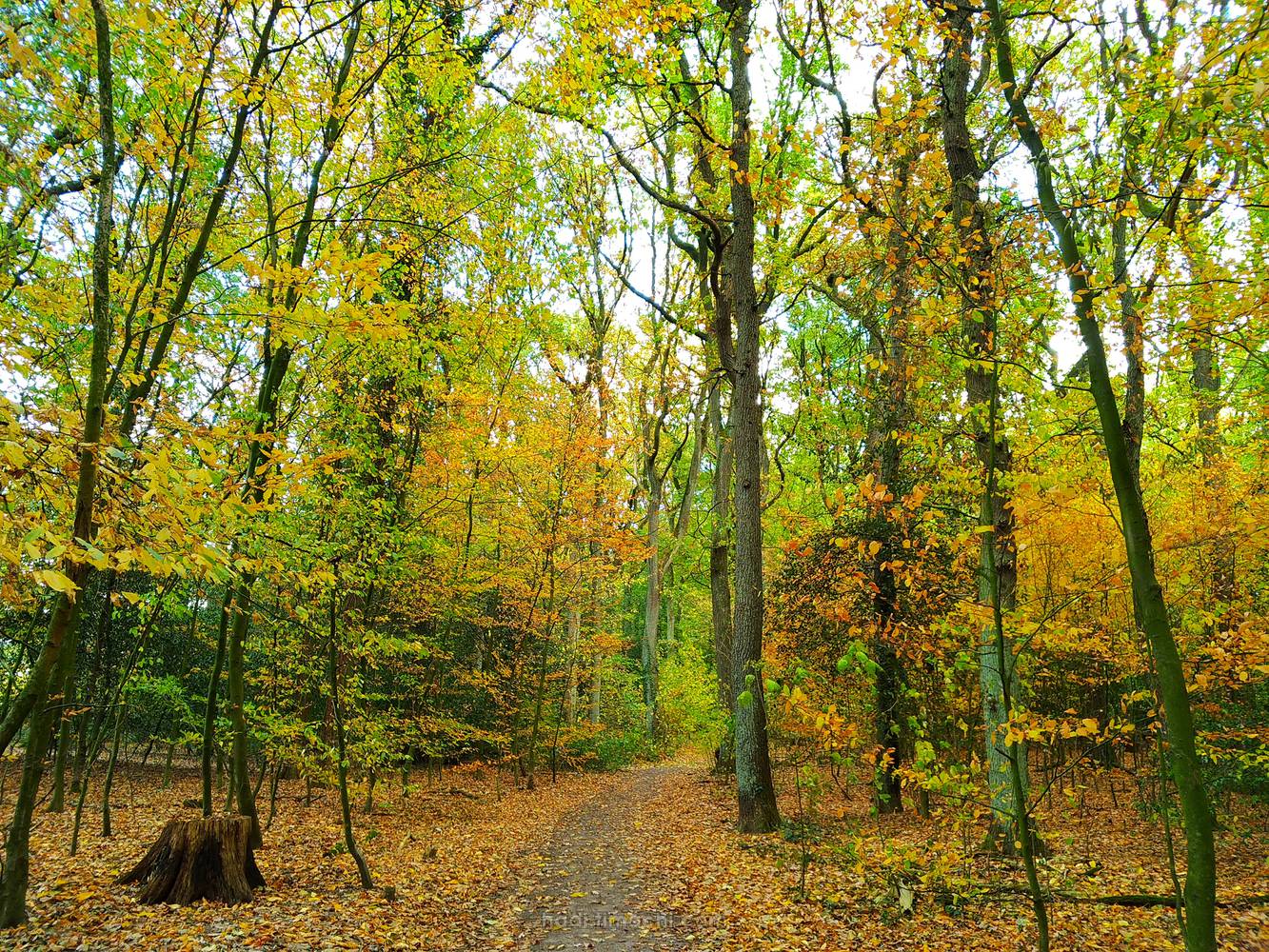 20181022T163759--some-fall-some-remain__woods_colorful_autumn