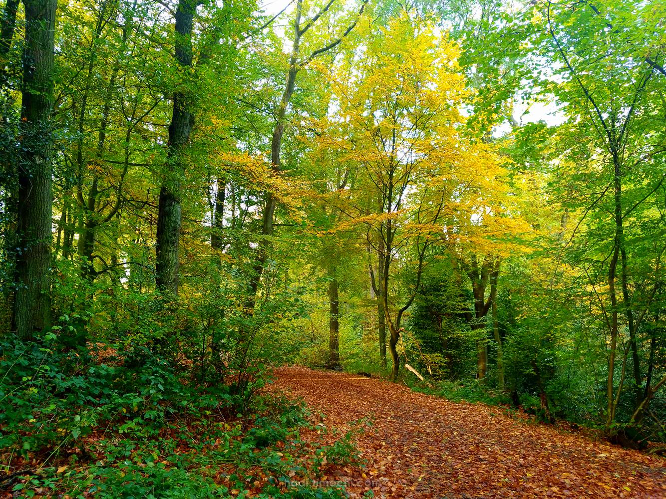 20181102T093931--autumn-colors__autumn_colorful_woods