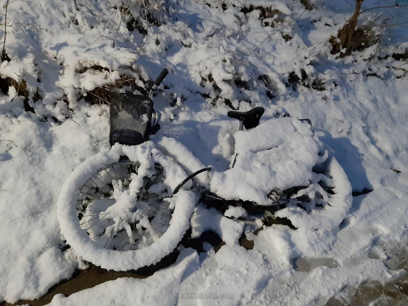 20190131T175909--lonely-in-the-snow__winter_snow