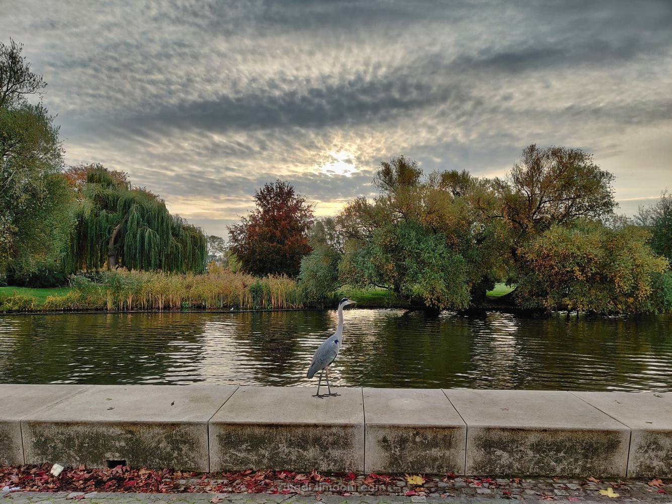 20201023T092534--Potsdam-in-autumn-_-Adolf-Miethe-Ufer__sky_autumn_animals_river