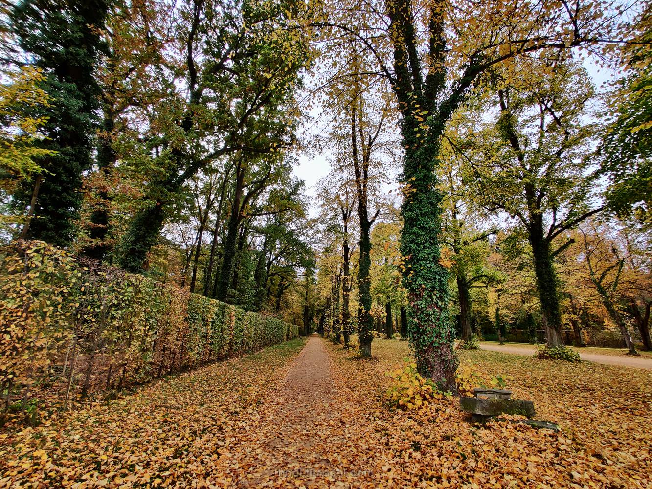 20201028T091051--Potsdam-in-autumn-_-Lindenavenue-in-Sanssouci-Park__autumn_woods